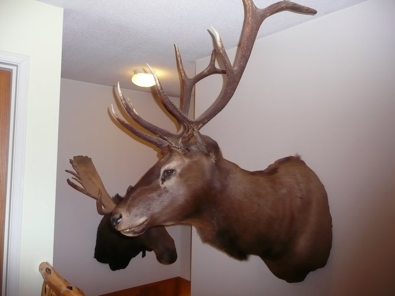 2011.07.09 - Liard Hotsprings Lodge, beautiful Elk head