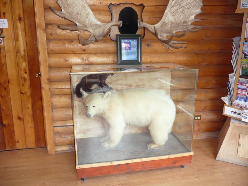 2011.07.09 - Liard Hotsprings Lodge,Albino Black bear cub