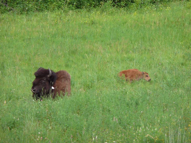 2011.07.09 - Wood Bison cow and calf just after birth
