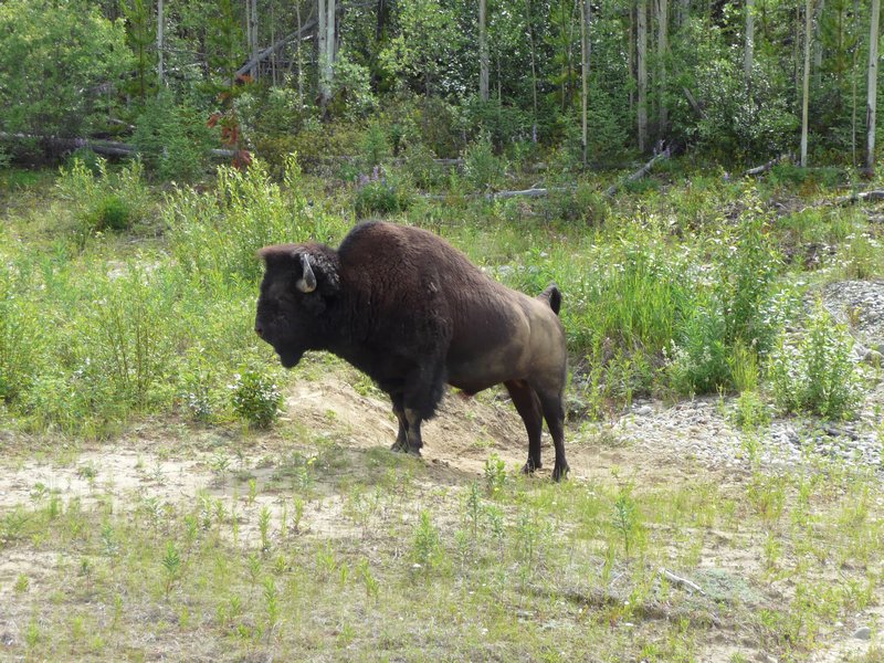 2011.07.09 - Wood Bison,2