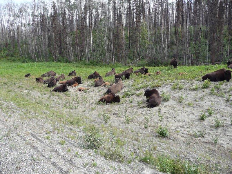 2011.07.09 - Wood Bison,6