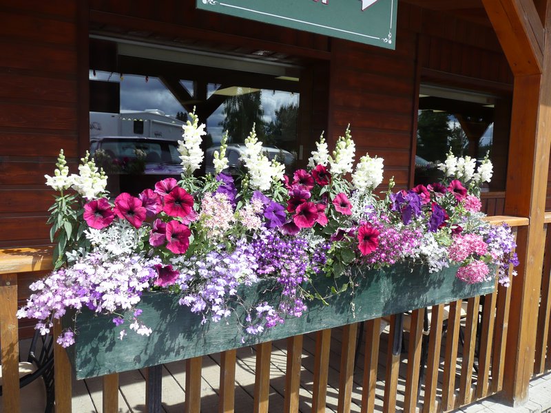 2011.07.10 - Teslin, YT, Yukon Motel & RV Park, beautiful flower boxes on verandah railing