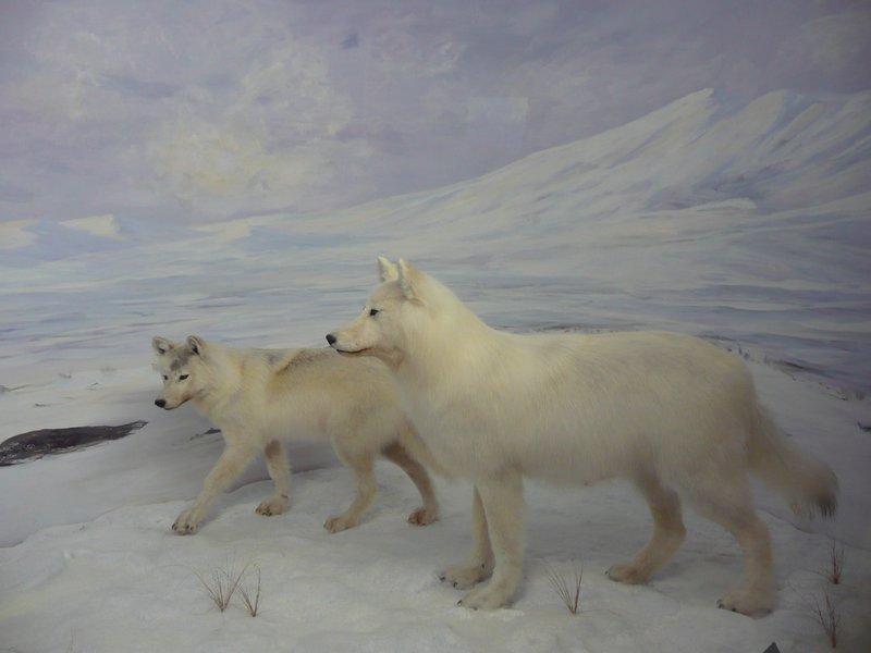 2011.07.10 - Teslin, YT, Yukon Motel & RV Park, Museum Arctic Wolves