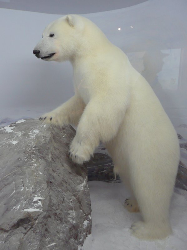 2011.07.10 - Teslin, YT, Yukon Motel & RV Park, Museum Polar Bear
