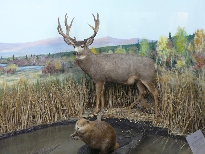 2011.07.10 - Teslin, YT, Yukon Motel & RV Park, Museum Mule Deer & Beaver