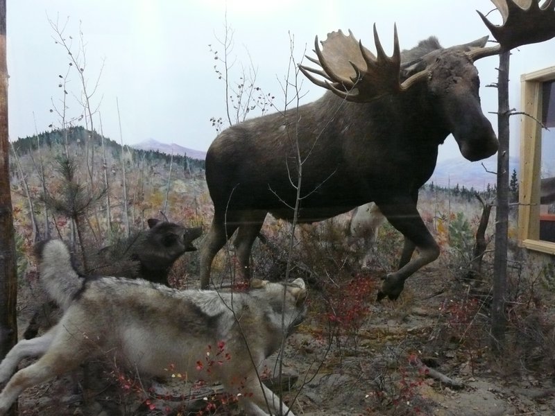 2011.07.10 - Teslin, YT, Yukon Motel & RV Park, Museum Moose & wolves