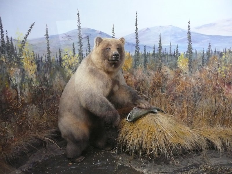 2011.07.10 - Teslin, YT, Yukon Motel & RV Park, Museum Grizzly Bear,2