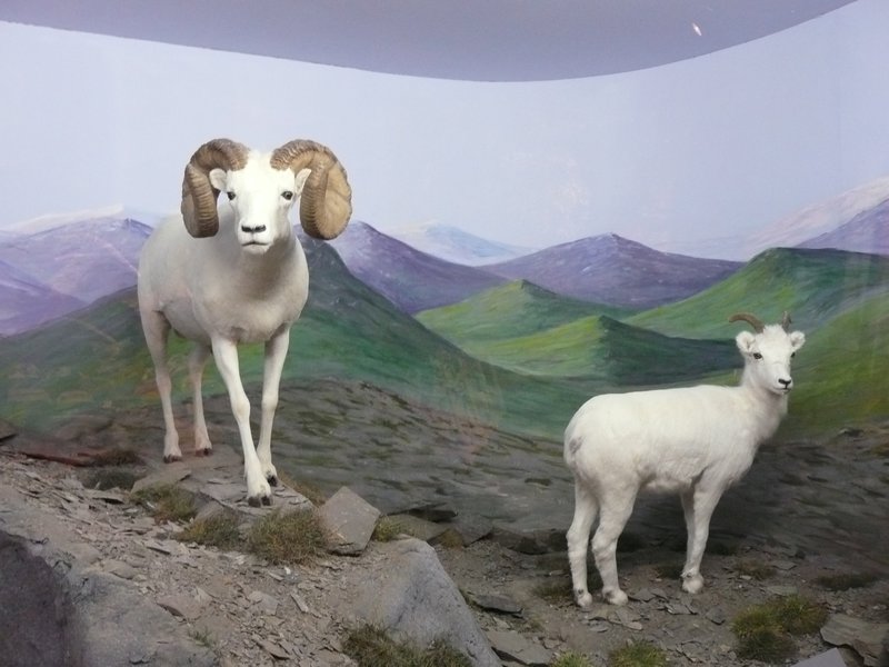 2011.07.10 - Teslin, YT, Yukon Motel & RV Park, Museum Dall Sheep