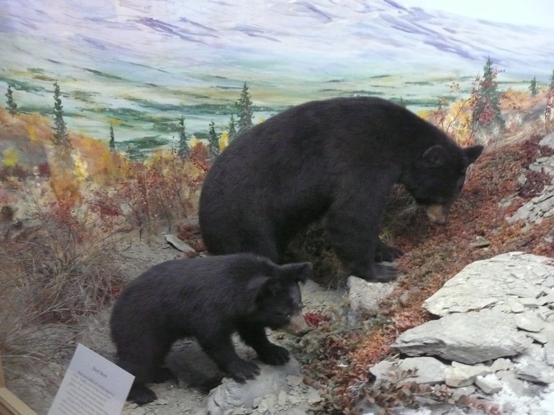 2011.07.10 - Teslin, YT, Yukon Motel & RV Park, Museum Black Bear
