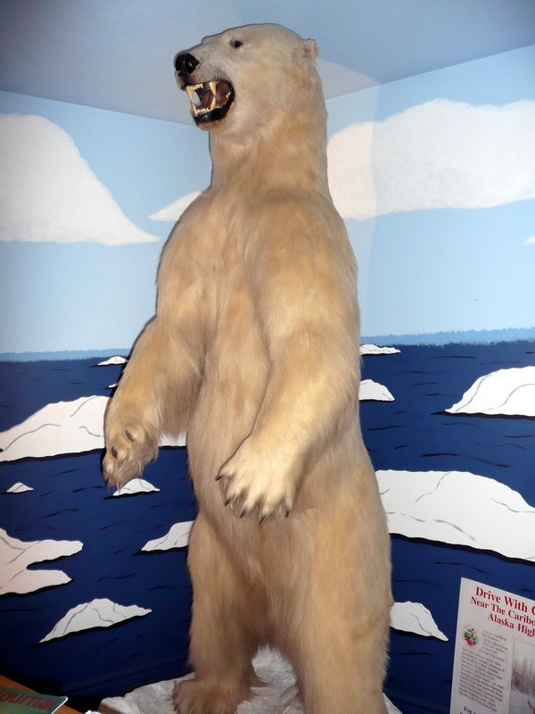 2011-07-11 Polar Bear at Jake's corner