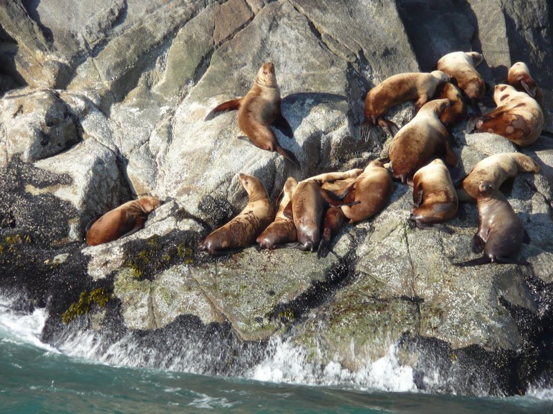 2011-07-13 - Stellar Sea Lions sunning themselves on the rocks-3