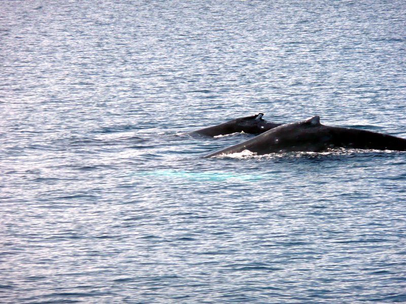 2011-07-20 - Prince William Sound Humpback whale sow and calf