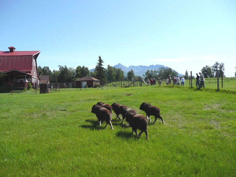 2011-07-22 - Valdez to Anchorage - calves headed to barn