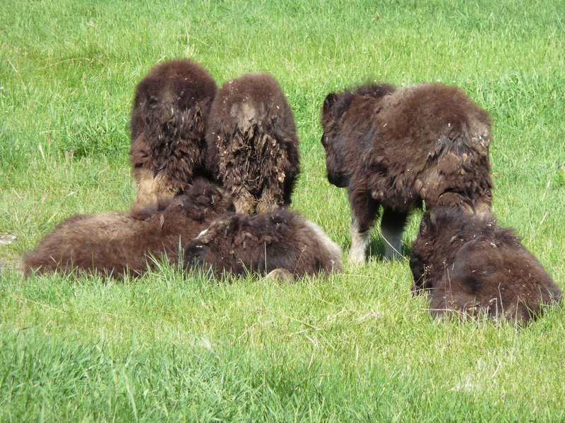 2011-07-22 - Valdez to Anchourage Musk Ox calves