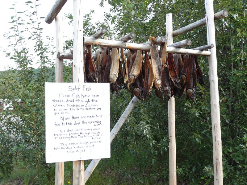 2011-08-01 Nenana, AK  - fish drying