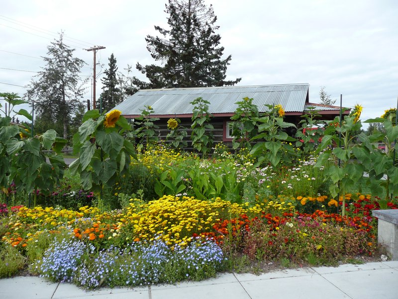 2011-08-02 Fairbanks, AK Original Visitor's Center flower garden