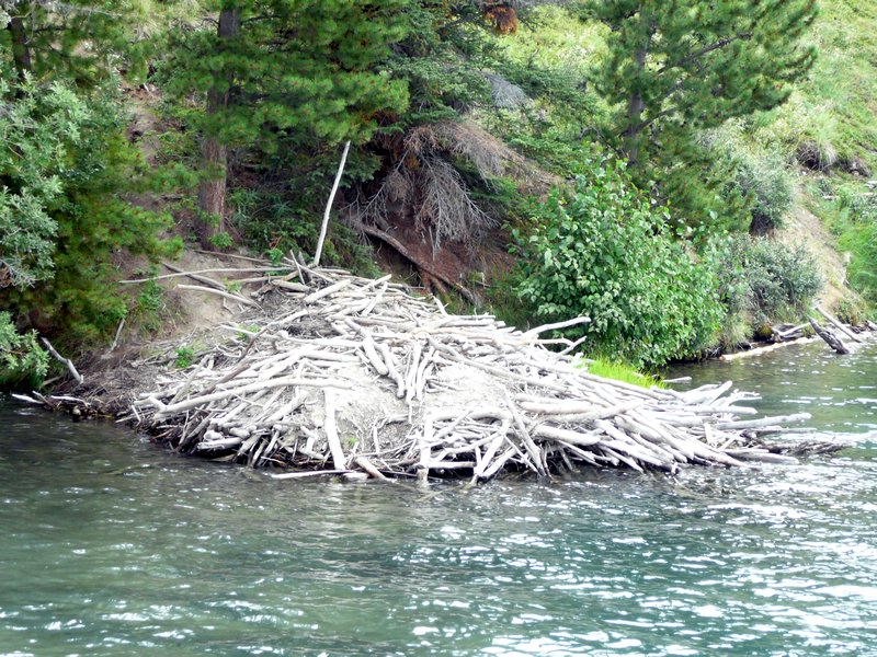2011-08-10 Whitehorse Beaver dam