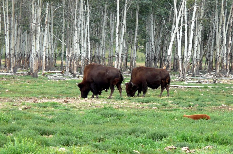 2011-08-10 Whitehorse - Bison at wildlife center