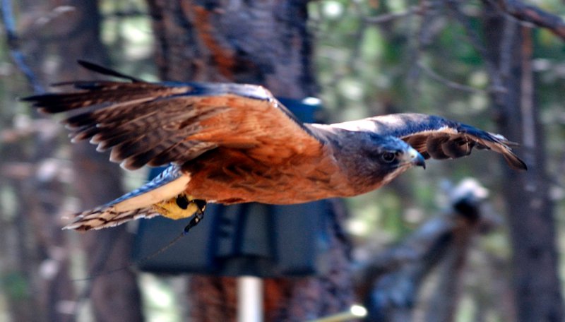 Falcon in flight