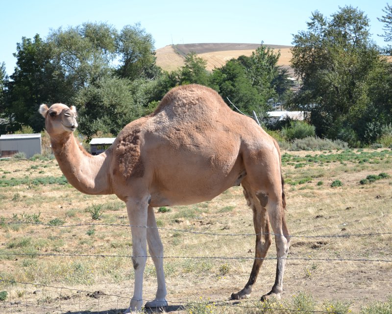 Izzy the Camel