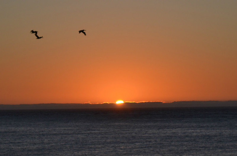  Westport, WA - Pelicans at sunset