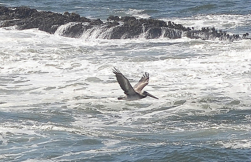  Pelican flying by