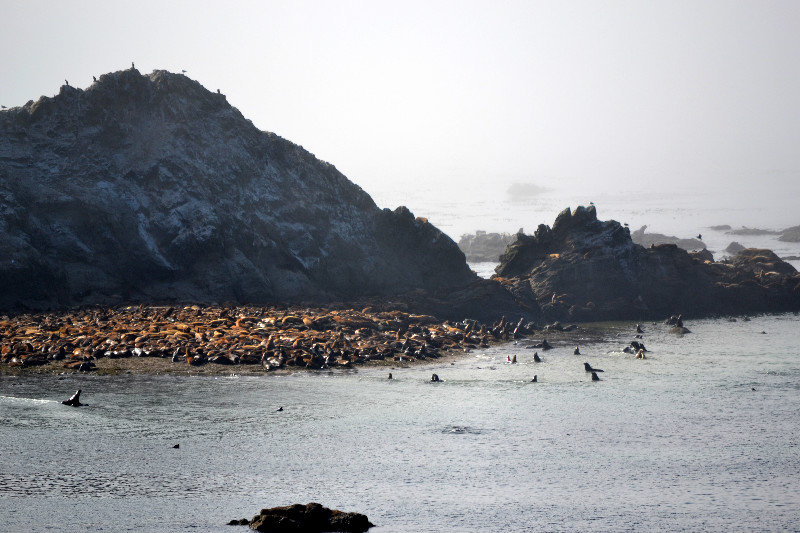  Hundreds of Sea Lions at Simpson Reef