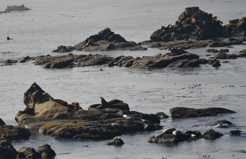  Seals and Sea Lions
