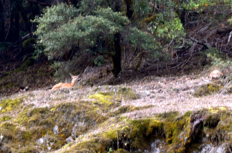  ROGUE RIVER JET BOAT - deer resting on high rock