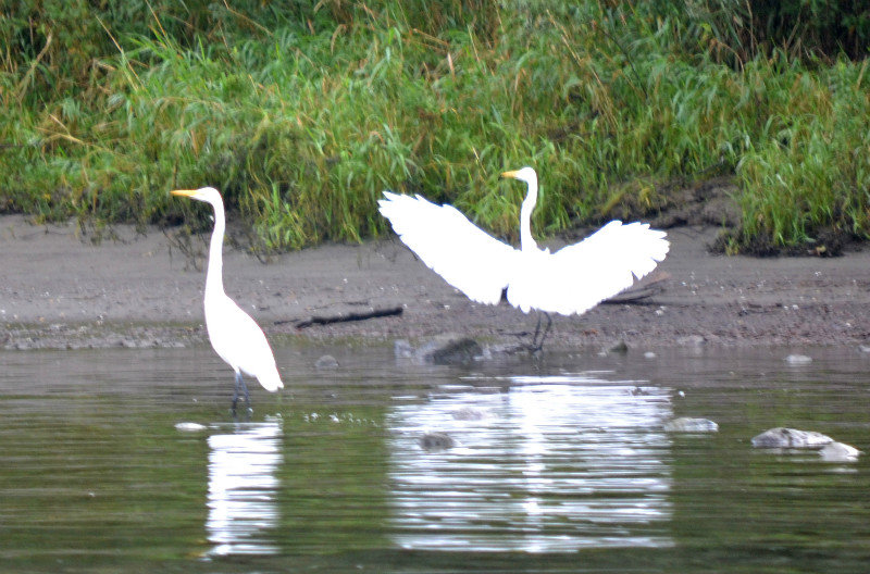  ROGUE RIVER JET BOAT - Egrets