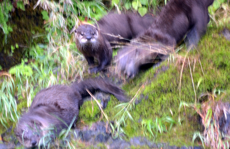 2013-09-24 ROGUE RIVER JET BOAT- River Otters
