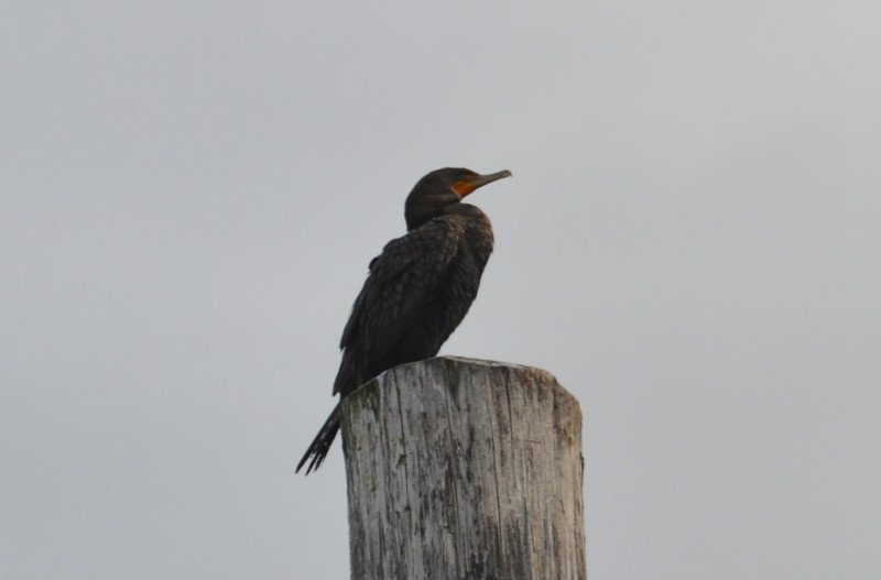 2013-09-24 Scarlet Crested Cormorant