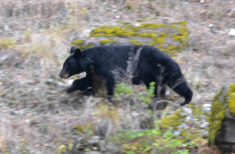 2013-09-24 ROGUE RIVER JET BOAT- black bear