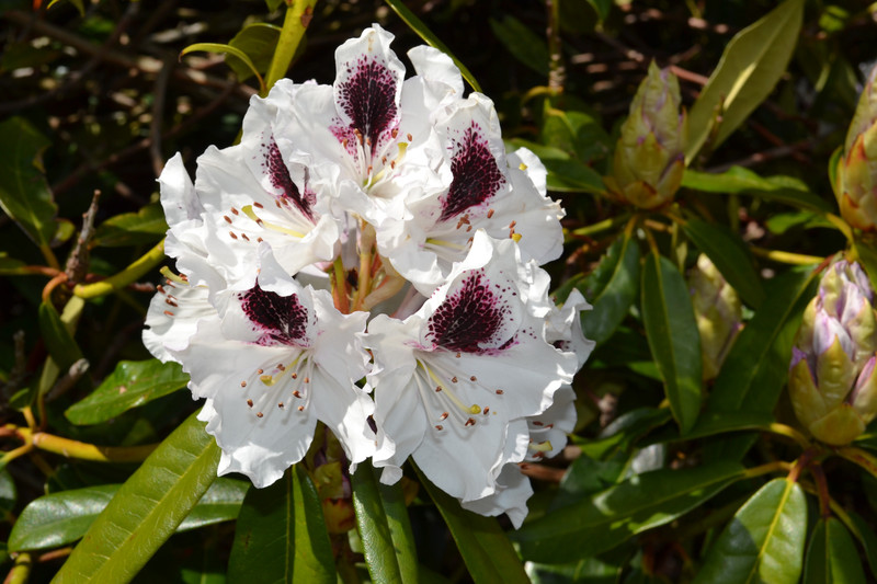 2015-04-25 Rhododendron 
