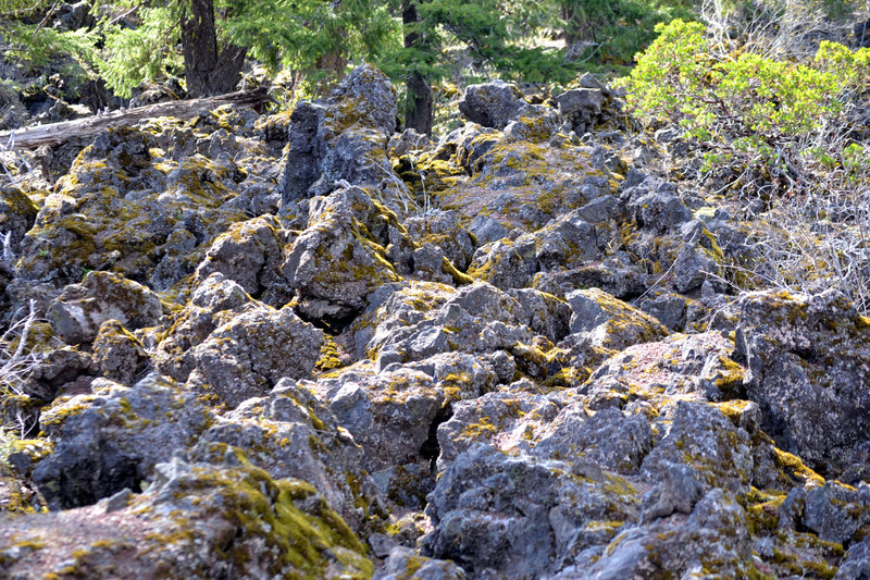 The Lava field, OR 03 (2)