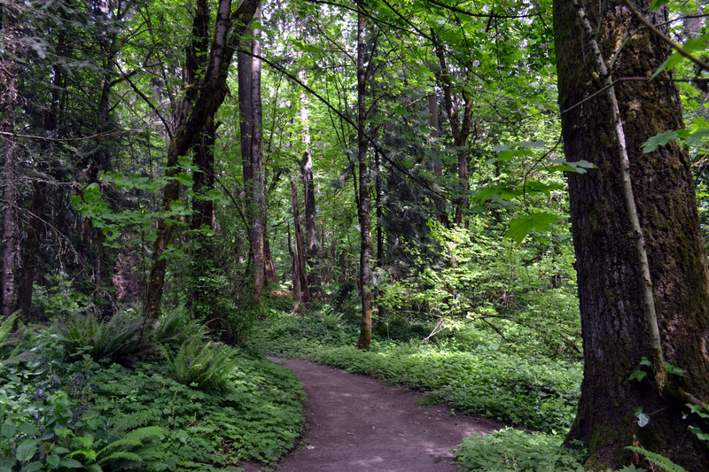 Trail through the woods in Wilsonville City Park 