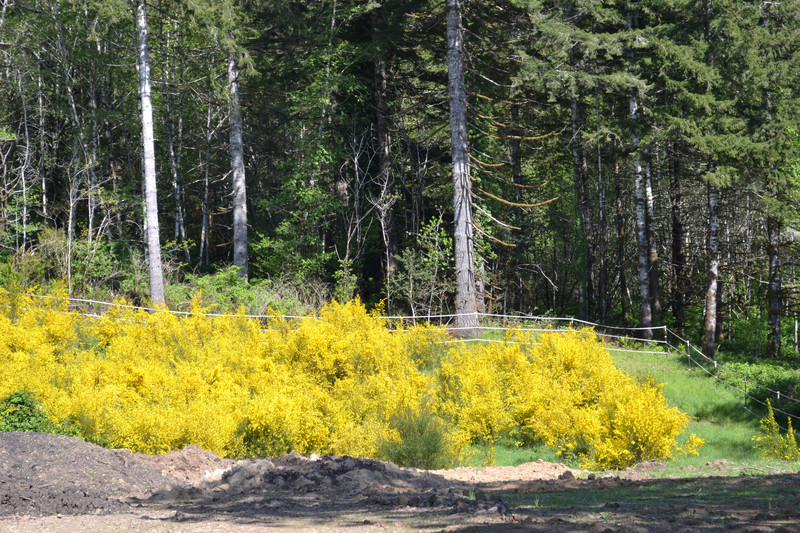  Scotch Broom in full bloom 02