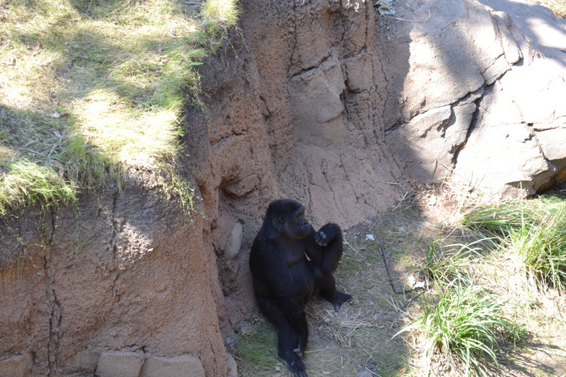 Gorilla thinking