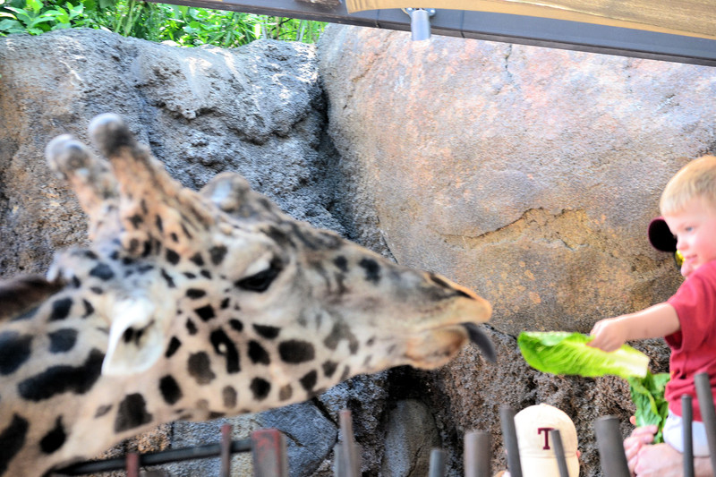 Baby feeding Giraffe