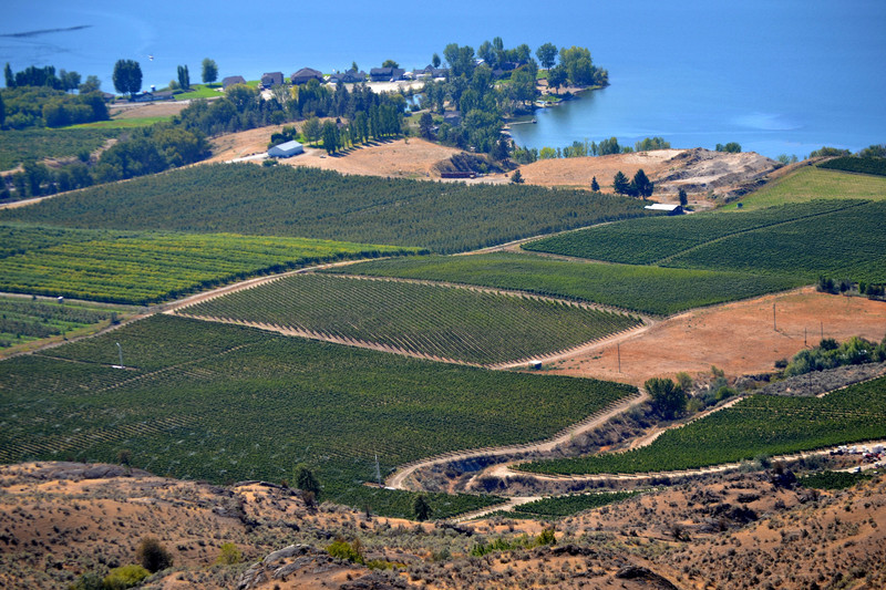 2015-09-10 Orchards in Osoyoos
