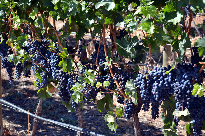 2015-09-10 Wine Grapes, Princeton