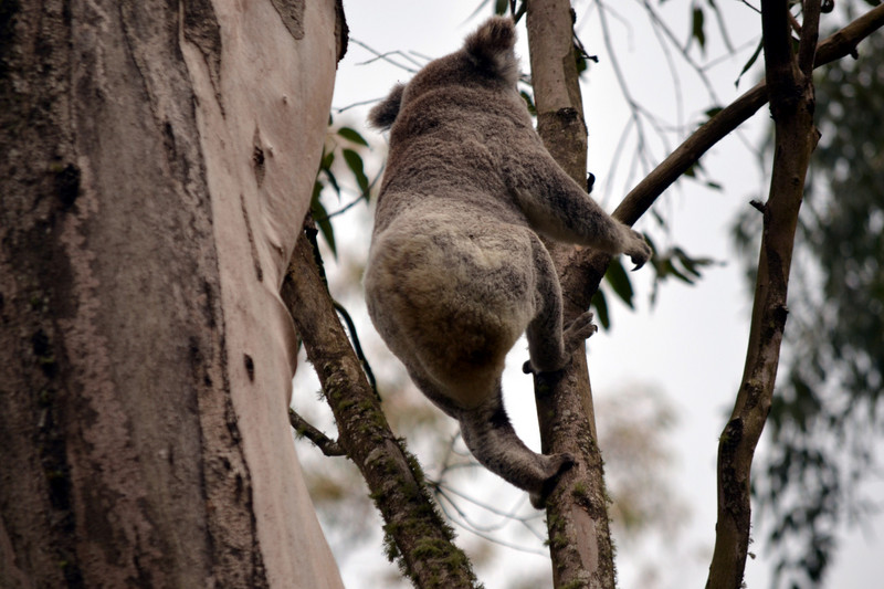 Koala climbing down