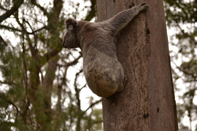 Koala looking around on the way down