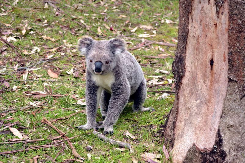 Koala stopped to say hello