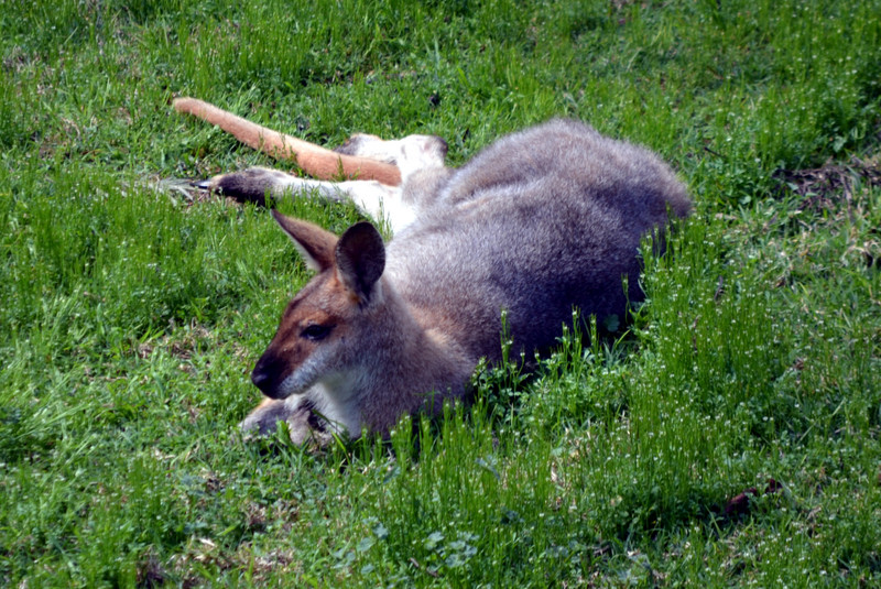 Wallaby taking a rest