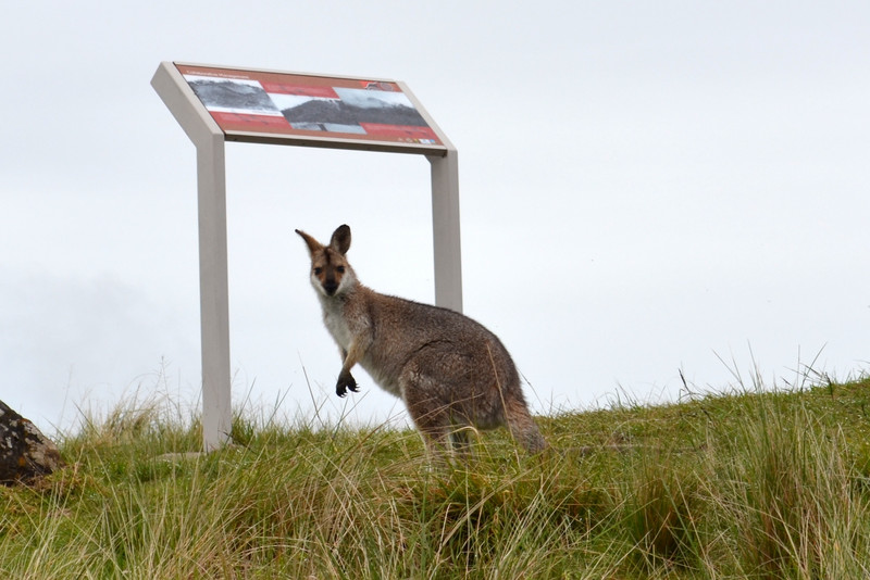 Wallaby on top of the hill