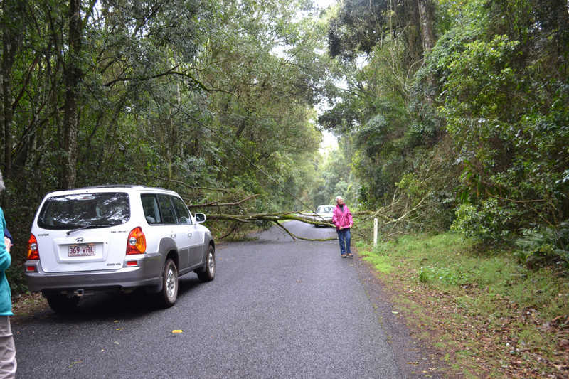Tree down across the road