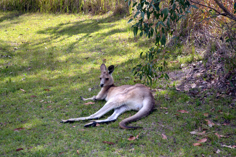 Kangaroo (2)