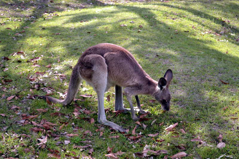 Kangaroo (4)