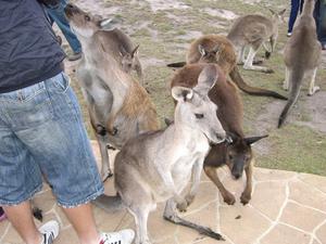 Feeding the Roo's at Maru Wildlife Sanctuary